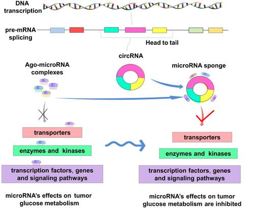 Figure 3 Mechanism of circRNA binding to microRNA. On the left, it shows the regulatory effects of microRNA on tumor glucose metabolism under normal conditions, and the ago-microRNA complexes can bind to transporters, enzymes, transcription factors or genes, signaling pathways and produce regulatory effects. On the right, in tumor cells, abnormal expression of circRNA formed by the head and tail splicing of pre-RNA is observed. The circRNAs bind to the ago-microRNA complexes as molecular sponges, making microRNA unable to bind to transporters, enzymes and kinases, transcription factors, genes and signaling pathways. Thus, the original regulatory effect of microRNA on tumor glucose metabolism is inhibited.