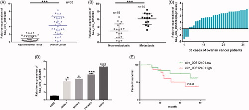 Figure 2. High expression of hsa_circ_0051240 in OC. (A) Relative expression level of hsa_circ_0051240 was accessed by qRT-PCR assay in adjacent normal tissues (n = 33) and OC tissues (n = 33) (***p < .001). (B) Hsa_circ_0051240 expression was measured by qRT-PCR assay in non-metastasis (n = 19) and metastasis (n = 14) (***p < .001). (C) Relative expression level of hsa_circ_0051240 in 33 cases of OC patients (log2 scale). (D) Hsa_circ_0051240 expression was analyzed by qRT-PCR assay in human ovarian epithelial (HOSE) cells and OC cells (CAOV-3, SKOV-3, OVCAR-3 and H8910) (*p < .05, ***p < .001). (E) Based on hsa_circ_0051240 expression, the overall survival of OC patients was analyzed by Kaplan-Meier analysis (p < .05).