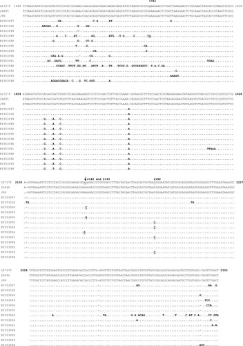 Figure 3 Multiple sequence alignment of thirteen 696 bp long domain V sequences of 23S rRNA gene of H. pylori (KY353089 to KY353100; GenBank Accession No.) obtained in the present study with the reference domain V sequences of H. pylori strains 26695, J99, and U27270 (GenBank accession No.). The nucleotide numbering was done according to Taylor et al.Citation14 This figure only shows the nucleotide’s positions which are mutated. Similarity among the sequences is represented by (.) and gaps are represented by (-).