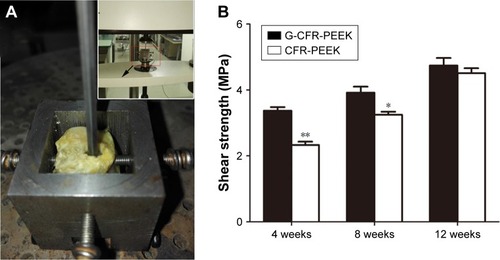 Figure 9 (A) The push-out test. The implant was pushed out at a moving speed of 1 mm/min and weld strength calculated. (B) Strength of G-CFR-PEEK and CFR-PEEK groups after 4, 8, and 12 weeks (n=3). Results presented as means ± SD. *P<0.05; **P<0.01.Abbreviations: CFR-PEEK, carbon fiber-reinforced polyether ether ketone; G-CFR-PEEK, graphene-modified carbon fiber-reinforced polyether ether ketone.