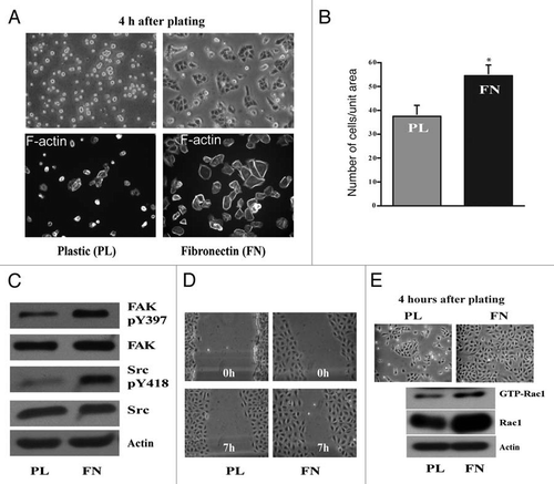 Figure 1 Fibronectin accelerates cell attachment and spreading. IEC-6 cells were grown to confluence in DMEM containing 5% dialyzed FBS for 3 days followed by serum starvation for 24 h. The cells were trypsinized, counted, conditioned and equal numbers were seeded on plastic- and fibronectin (FN)-coated plates in DMEM without serum. (A) Upper: phase contrast pictures 4 h post plating. Lower: Cells were fixed and stained for F-actin. (B) One set of plates was washed with HBSS, trypsinized and the attached cells were counted. Cell numbers plotted with respect to the area of the plate. Values are mean ± SEM of triplicates. *Significantly different (p < 0.05). (C) Equal amounts of protein were separated using SDS-PAGE for western blot analysis. Blots were probed with specific antibodies as shown in the figure. Actin was used as loading control. Representative blots from three observations are shown. (D) Cell migration assay was carried out as described in the methods and phase contrast pictures taken at 0 and 7 h post wounding are shown. (E) IEC-6 cells grown as described above were trypsinized, counted and equal numbers were seeded on plastic and fibronectin coated plates in DMEM in the presence of 5% dialyzed FBS. Phase contrast pictures at 4 h post plating are shown. Rac-1 activity (GTP-Rac1) was determined by GST-PAK pull down assay. Representative blots for the total- and active-Rac1 levels from three observations are shown.