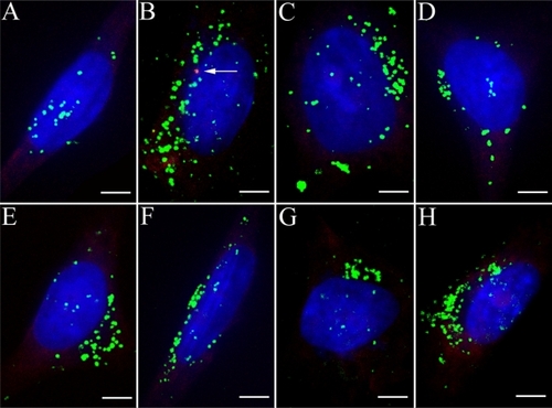 Figure 3 HPNP vesicle formation in both the cytoplasm and nuclei was observed at concentrations below 3.87 × 10−7 mol/L [A) 3.87 × 10−7 mol/L, B) 1.94 × 10−7 mol/L, C) 9.7 × 10−8 mol/L, D) 4.8 × 10−8 mol/L, E) 2.4 × 10−8 mol/L, F) 1.2 × 10−8 mol/L, G) 6 × 10−9 mol/L, and H) 3 × 10−9 mol/L]. Nuclear permeation of propidium iodide was not detected in these cells. Perinuclear distribution of dot-like propidium iodide vesicle was observed in B (arrow).Notes: Green: FITC-conjugated HPNPs. Red: propidium iodide permeation. Blue: nuclear staining by DAPI. Scale bar = 5 μm.Abbreviation: HPNPs, hyperbranched polylysine nanoparticles.