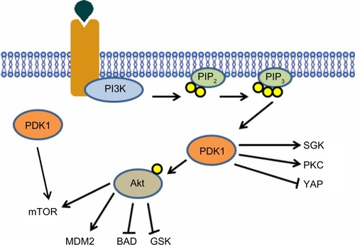 Figure 2 Activated receptor provides a docking site for PI3K, once bound to the receptor PI3K becomes active and phosphorylates PIP2, forming PIP3. PIP3 acts as a membranous second messenger, providing a docking site for downstream proteins such as Akt and PDK1. Upon binding PIP3, Akt undergoes a conformational change, facilitating PDK1-dependent phosphorylation of Akt at threonine 308. Once phosphorylated, Akt becomes active and dissociates from the membrane and phosphorylates a variety of downstream targets involved in growth and survival pathways, such as mTOR, MDM2 and BAD. PDK1 is also known to phosphorylate a variety of other downstream proteins, which have also been implicated in cancer cell signaling, such as SGK and YAP. There is also evidence to suggest PI3K-independent PDK1-dependent activation of mTOR.Abbreviations: PDK1, 3-phosphoinositide-dependent protein kinase-1; PI3K, phosphoinositide-3-kinase; PIP2, phosphatidylinositol 4,5-bisphosphate; PIP3, phosphatidylinositol (3,4,5)-trisphosphate; SGK, serum glucocorticoid-dependent kinase; PKC, protein kinase C; YAP, Yes-associated protein kinase; Akt, protein kinase B; mTOR, mammalian target of rapamycin; MDM2, mouse double minute 2 homologue; BAD, Bcl-2-associated death promoter; GSK, glycogen synthase inase.
