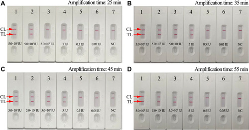 Figure 5 Optimal amplification time for HBV-MCDA-LFB assay. Four different reaction times (A, 25 min; B, 35 min; C, 45 min; D, 55 min) were tested and compared at 63°C. Biosensors 1–7 represent HBV genomic DNA levels of 5.0×103 IU, 5.0×102 IU, 50 IU, 5 IU, 0.5 IU, 0.05IU per reaction and blank control (DW), respectively. The best sensitivity was observed when the reaction lasted for 35 min.