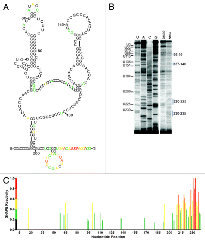 Figure 6. Structural Probing of the Compensatory Mutant 18–25/59–65. (A) Structural model of the compensatory mutant 18–25/59–65 with corresponding nucleotide reactivity. Red, highly modified; orange, moderate modification; yellow, elevated level of modification; green, low modification; black, no modification. (B) Reverse transcription of the modified RNA in the presence of 65 mM NMIA or DMSO as control. (C) Normalized SHAPE reactivity plotted against nucleotide position.