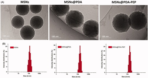 Figure 1. (A) TEM images and (B) DLS size distribution of MSNs, MSNs@PDA and MSNs@PDA-PEP.