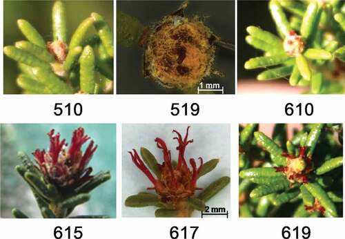 Figure 4. White crowberry’s (Corema album) female flower development stages (stages 5 and 6) according to the BBCH scale.