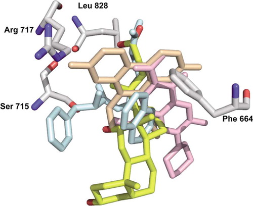 Figure 5.  Alignment of deoxycholate (yellow) with ethidium (light orange), Phe-Arg-β-naphthylamide (light blue), and ciprofloxacin (pink). The residues involved in the binding of deoxycholate are shown as grey sticks. Arg717 is only shown as a reference since there is no direct contact with the deoxycholate.
