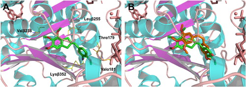 Figure 9. Hypothesised binding interactions between compound 12d and tubulin (PDB id:5LYJ). (A) Supposed docking pose of 12d (green) in the colchicine binding site; (B) Overlap of CA-4 (orange) and compound 12d with tubulin. PyMOL was used to draw the figures.