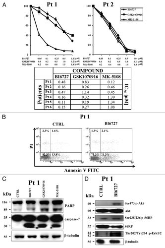 Figure 6. PLK1 and AK-A/-B inhibitors are cytotoxic to T-ALL primary cells. (A) Lymphoblasts from T-ALL patients were cultured in RPMI1640 medium supplemented with 20% FBS, insulin-transferrin-sodium selenite, and 10 ng/ml interleukin-7. MTT assays were performed on samples treated for 96 h with BI6727, GSK1070916, and MK-5108. Results are the mean of at least 2 different experiments ± SD. (B) Patient samples were treated with BI6727 (0.5 µM) for 48 h, then cells were collected, stained with Annexin V-FITC/PI, and analyzed by flow-cytometry for apoptosis. A representative sample is shown. CTRL, untreated cells. (C) Western blot analysis of a patient sample treated for 48 h with 0.5 µM BI6727, 0.5 µM GSK1070916, and 0.8 µM MK-5108. Thirty micrograms (30 μg) of protein/lane were electrophoresed on SDS-PAGE, transferred to nitrocellulose membrane, and probed with the appropriate antibodies. One representative of 2 different experiments is shown. Molecular weights are indicated on the left. CTRL, untreated cells. (D) Western blot analysis of a patient sample treated for 48 h with 0.5 µM BI6727. Thirty micrograms (30 μg) of protein/lane were electrophoresed on SDS-PAGE, transferred to nitrocellulose membrane, and probed with the appropriate antibodies. One representative of 2 different experiments is shown. Molecular weights are indicated on the left. CTRL, untreated cells.