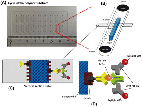 Figure 1. Schematic representation of the immuno-wall device. (A) Immuno-wall chips with 40 microchannels (each 1 mm in width, 40 μm in height and 8.5 mm in length) in a cyclic olefin polymer substrate were constructed using photolithography. (B) The channels were filled with 6% azide-unit pendant water-soluble photopolymer (AWP) and 10 mg ml–1 streptavidin. UV light (313 nm, 20 mW cm–2) through slits in a photomask was used to immobilize the photoreactive polymer in the center of the channels, before the uncured polymer was washed with PBS. (C, D) A biotinylated anti-R132H-IDH1 antibody (HMab-2), an anti-wild-type IDH1 antibody (RcMab-1), and a fluorescent DyLight650-conjugated goat anti-rat IgG antibody were used to label IDH1-R132H. Note that RcMab-1 is interacted with multiple numbers of DyLight 650-conjugated anti-rat IgGs.