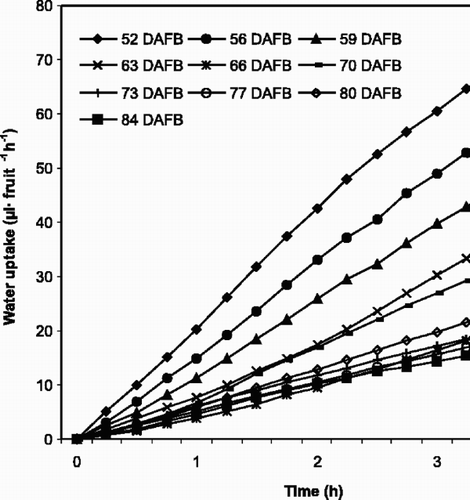 Fig. 1. Water uptake through sweet cherry fruit pedicels over a 4 h period for ‘Van’ (1995) at different fruit developmental stages (DAFB=days after full bloom, FB: 22 May). Each point represents 6 fruits.