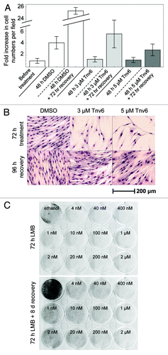 Figure 1. Reversible effects of tenovin-6 and leptomycin B on normal fibroblasts. (A) HNDFs were treated with tenovin-6 or vehicle (DMSO) for 48 h, and then left to recover for 72 h in fresh medium. Graph shows fold increase in cell numbers per field (n = 18) since treatment began. Error bars represent standard deviations. (B) HNDFs were treated with tenovin-6 or vehicle (DMSO) for 72 h, and then left to recover for 96 h in fresh medium before Giemsa staining. (C) HNDFs were treated with various concentrations of LMB or vehicle (absolute ethanol) for 72 h (upper plate) and then grown for 8 d in fresh medium (lower plate) before Giemsa staining.