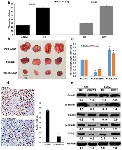 Figure 4. BZW1 overexpression promoted cell proliferation in vivo. (a) BZW1 overexpression promoted colony formation. (b) The photographs of solid tumors. (c) Statistical analysis of tumor weight and tumor volume. (d) The expression of Ki-67 in solid tumor tissues. (e) BZW1 overexpression activated the TGF-β1/Smad pathway. *Compared with NC groups, P< 0.05