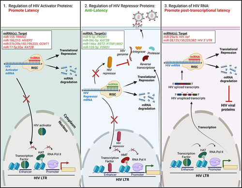 Figure 1 Regulation of HIV latency by cellular miRNAs. MiRNAs can regulate HIV latency via three distinct mechanisms. All rely on the binding of a cellular miRNA, in complex with the RNA-induced silencing complex (RISC), to the 3’ end of cellular or viral mRNAs. This either leads to translational repression or mRNA degradation. (Left) Some miRNAs reduce the levels of HIV activator proteins (ie transcriptional activators), leading to maintenance of the HIV latent reservoir. (Middle) Alternatively, other miRNAs decrease the expression of HIV repressor proteins, such as transcriptional silencers or restriction factors. This facilitates activation of the proviral LTR and latency reversal. (Right) MiRNAs may also promote latency post-transcriptionally via the repression of HIV spliced or unspliced transcripts, leading to reduced levels of HIV viral proteins. Specific cellular miRNAs and their cellular or viral mRNA target(s) are listed; miRNAs/target(s) that promote latency are highlighted in red, while those that have anti-latency properties are highlighted in green. The figure was created in Biorender.com.
