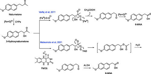 Figure 9. Known metabolic pathways for the oxidative cleavage of nonsteroidal anti-inflammatory prodrug nabumetone to its biologically active metabolite 6-MNA. ALDH: Aldehyde dehydrogenase.