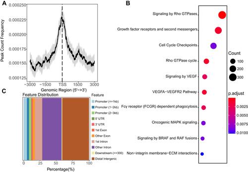 Figure 5 The TP53 ChIP-seq profile. (A) The peak count frequency of TP53 ChIP-seq peaks binding around transcription start site (TSS) regions (−3000_3000) of HepG2 cells. (B) Dot plot of the KEGG enrichment analysis of the TP53 ChIP-seq binding genes (−5000_3000 regions). (C) Genomic annotation of TP53 ChIP-seq peaks and their distribution percentage in different genomic regions of HepG2 cells.