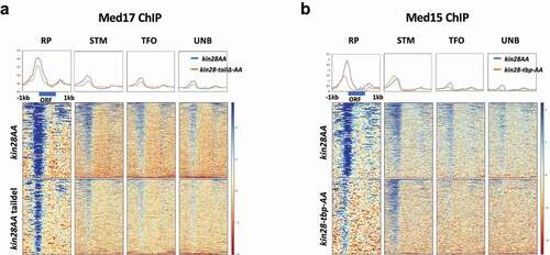 Figure 2. Mediator occupancy after Kin28 depletion at 125 ribosomal protein (RP) genes, 845 STM genes (see text), 1469 TFO genes (associated with sequence specific TFs but not with Tup1, SAGA, or mediator/SWI-SNF), and 2008 UNB genes (see text) as defined by [Citation50] and with divergent promoters removed [Citation86]. Heat maps and line graphs showing normalized occupancy of (a) Med17 (head) in kin28AA and kin28AA med2∆ med3∆ med15∆ yeast treated with rapamycin and (b) Med15 (tail) in kin28AA and kin28-tbp-AA yeast treated with rapamycin. Heat maps and line graphs produced using the galaxy server [Citation87]. Data is from [Citation31].