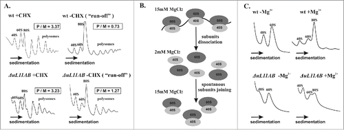 Figure 2. Polysome profile and subunit-joining analysis. (A) the polysome profiles from wild-type and ΔuL11AB yeast cells with (+CHX) and without (−CHX) cycloheximide treatment are shown on the left and right panels, respectively. The polysome to monosome (P/M) ratio was calculated for each profile by dividing the area of the first 3 polysomal peaks by the area of the peak for the 80S monosome. The sedimentation vector of the ribosomal fractions is indicated by an arrow. (B) schematic representation of the ribosomal subunit-joining experiment. (C) ribosomal subunit-joining experiment, upper panel - wild type ribosomes, lower panel - ΔuL11AB mutant strain, -MgCitation2+, +MgCitation2+, in the presence of 2 mM and 15 mM MgCl2, respectively.