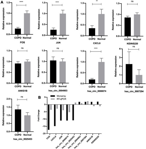 Figure 3 Validation of microarray data by RT‐qPCR. (A) Relative expression levels of the circRNAs and mRNAs between the COPD group and normal control group, assessed by RT-qPCR. The heights of the columns in the chart represent the relative expression (2−ΔΔCT). Data are mean ± SEM. All data were normalized to GAPDH gene expression. (B) Comparison of mean fold changes between microarray data and RT-qPCR results. SEM, standard error of the mean. ****P-value < 0.0001. **P-value < 0.001. ns, no significance.