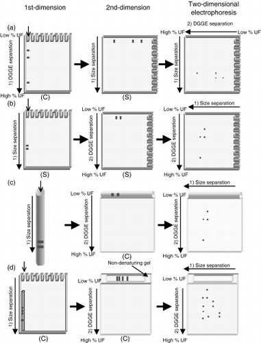 Figure 1  Schematic representation of the different two-dimensional electrophoresis approaches. (a) Two-dimensional electrophoresis using the same gel (denaturing gradient gel electrophoresis [DGGE] and size separation); (b) two-dimensional electrophoresis using the same gel (size separation and DGGE); (c) two-dimensional electrophoresis using disk gels; (d) two-dimensional electrophoresis using specially prepared gels. C, chamber apparatus; S, stage apparatus; UF, urea and formamide.