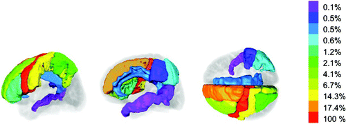 Figure 9. Global analysis of cortical function disruption in Participant 3. The degree of white matter tract disruption in each cortical region is determined from the intersection of the lesion region of interest (ROI) and a probabilistic fibre tract atlas. The results are presented as a percentage of total white matter tract disruption, normalized to the region of highest level of disruption, in Participant 3. [To view this figure in colour, please see the online version of this journal.]