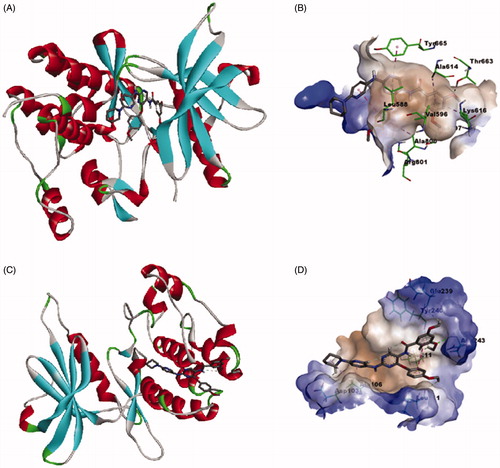 Figure 12. Calculated binding modes and interactions of compound 6e: (A) Compound 6e docked within kinase binding site of CSF1R (PDB code: 3KRJ); (B) Predicted interactions of compound 6e within the binding pocket of CSF1R (PDB code: 3KRJ); (C) Compound 6e docked within substrate-binding site of DAPK1 (PDB code: 4TXC); (D) Predicted interactions of compound 6e within the substrate binding pocket of DAPK1 (PDB code: 4TXC).