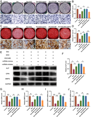 Figure 7 The regulation of BMSCs’ osteogenic differentiation through miR-92a-3p is achieved by Exosome-MS. (A) Alkaline phosphatase (ALP) staining assay was conducted in various treatment groups (scale bar = 100 μm). (B) The statistical analysis was performed to quantify the area of ALP staining. (n=3) (C) Alizarin red staining was conducted in various treatment groups (scale bar = 100 μm). (D) The statistical analysis was performed to quantify the area of Alizarin red staining. (n=3) (E) Western blotting was employed to detect the expression levels of ALP, OPN, and BMP2 in each group. (F–H) The Western blotting results underwent quantitative analysis. (n=3) (I and J) Real-time PCR was utilized to validate the expression levels of BMP2 and RUNX2. The data are expressed as the mean ± SD (n = 3); *p < 0.05; **p < 0.01; ***p < 0.001; NS means no significance.