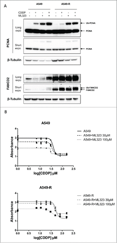 Figure 3. The USP1/UAF1 complex small molecule inhibitor ML33 restore CDDP sensitivity in A549-R resistant cells (A) Western blot analysis of PCNA and FANCD2 monoubiquitination. Protein extract were prepared from A549 and A549-R cells treated with a combination of CDDP (100 µM) and ML323 (100 µM) as indicated. Western blot analyses were performed with antibodies against PCNA (top panel) and FANCD2 (bottom panel). Β-tubulin detection was used as a loading control. (B) CDDP dose-response of A549 (top panel) and A549-R cells (bottom panel) co-treated with ML323 30 µM or 100 µM as indicated. Drug treatment was started 24 h after cell plating.  Cell survival was measure after 48 h exposure to the drug(s) using a colorimetric proliferation assay. The IC50 of CDDP was determined by non-linear fitting of the absorbance. Error bars represent standard error of the mean.