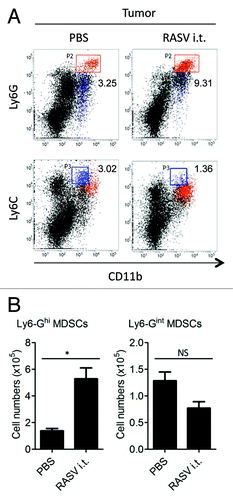Figure 1. RASV increased Ly6-Ghigh MDSCs in the tumor. Two subsets of MDSCs were evident, Ly6-GhighLy6-Cinter cells (upper panel) and Ly6-G interLy6-Chigh cells (lower panel). (A) FACS plot percentages and (B) absolute number of each MDSC subset in the tumor. *p < 0.05. Adapted from Hong et al.Citation15