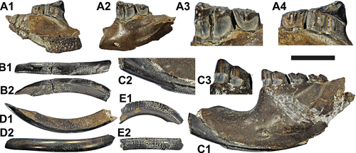 Figure 8. Signs of digestive corrosion on dental material of the minute beaver Euroxenomys minutus (von Meyer Citation1838), from the early Late Miocene locality Hammerschmiede (Bavaria, Germany), local stratigraphic levels HAM 5 and HAM 4. (a) SNSB-BSPG 2020 XCIV-6917, left mandible with corrosion on p4 and m1 enamel in lingual (A1, A4), buccal (A2-A3) views and double magnifications of the corroded enamel regions (A3, A4). (B) GPIT/MA/19190, left lower incisor i2 with corrosion on enamel regions in labial/anterior (B1) and mesial (B2) views. Enamel of the tooth tip region is already completely missing while the proximal half preserves some portions of enamel. (C) GPIT/MA/17703, left mandible with broken i2 and cheek teeth p4-m2 with corrosion of the tooth enamel at the i2 and at the base of the molars in buccal (C1-C3) and double magnified (C2-C3) views. (D) GPIT/MA/19188, left lower incisor i2 without corrosion effects for comparison purposes with the corroded incisors in buccal (D1) and labial/anterior (D2) views. (E) SNSB-BSPG 2020 XCIV-0607, upper right incisor I2 in buccal (E1) and labial/anterior (E2) views, with signs of dental enamel corrosion that possibly amplify the incremental rhythm of growth lines. Scale bar equals 10 mm except for magnifications A3, A4, C2 and C3 where it corresponds to 5 mm.
