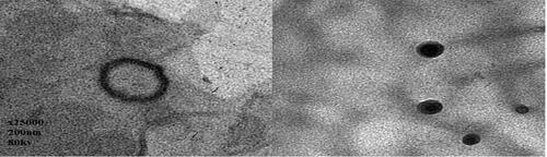 Figure 3. Transmission electron microscope photography of LMT nano-spanlastic vesicles formula F4 (×25,000).