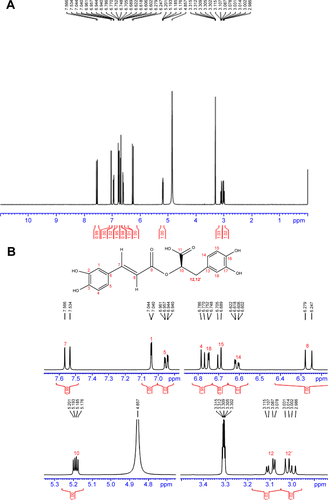 Figure S1 1H NMR of rosmarinic acid.Notes: (A) 1H NMR of rosmarinic acid; (B) enlarged image of 1H NMR of rosmarinic acid. 1H NMR (500 MHz, MeOD): δ/ppm =7.54 (d, J=15.5 Hz, 1H), 7.03 (d, J=2 Hz, 1H), 6.94 (dd, J=8.0 Hz, 2.0 Hz, 1H), 6.77 (d, J=8.0 Hz, 1H), 6.74 (d, J=2.0 Hz, 1H), 6.69 (d, J=8.5 Hz, 1H), 6.60 (dd, J=8.0 Hz, 2.0 Hz, 1H), 6.26 (d, J=15.5 Hz, 1H), 5.18 (d, J=8.5 Hz, 4.5 Hz, 1H), 3.09 (dd, J=14.5 Hz, 4.5 Hz, 1H), 3.00 (dd, J=14.5 Hz, 8.5 Hz, 1H).Abbreviations: NMR, nuclear magnetic resonace; H, hydrogen.