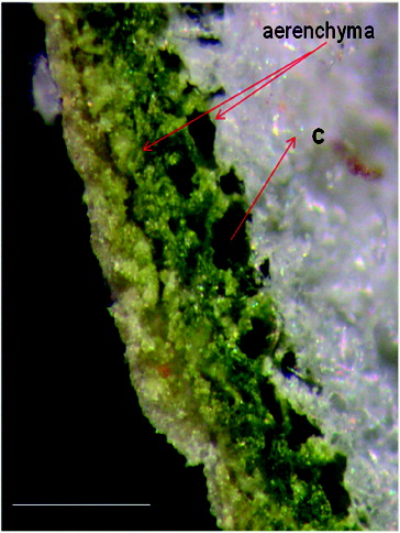 Figure 4. Transverse section of dried leaf. Tussilago farfara; aerenchyma cavities.
