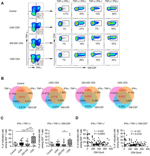 Figure 2 Polyfunctionality of cytokine-producing CD4+ T cells in PBMCs. (A) Representative staining for IFN-γ, TNF-α, and GM-CSF within CD4+ T cells from healthy controls and different PLHIV groups. (B) Venn diagram of the differentially double or triple-positive CD4+ T cells in healthy controls and different PLHIV groups (CD4 count≥350 cells/µL, 200–350 cells/µL, <200 cells/µL). (C) Box plots of the frequencies of IFN-γ+ TNF-α+, IFN-γ+ TNF-α+ GM-CSF+ cells on CD4+ T cells from healthy controls and different PLHIV groups (CD4 count≥350 cells/µL, 200–350 cells/µL, <200 cells/µL). P values were obtained by Kruskal–Wallis test followed by Dunn’s multiple comparisons test. (D) Correlation analysis of CD4 count and percentages of IFN-γ+ TNF-α+, IFN-γ+ TNF-α+ GM-CSF+ cells among CD4+ T cells. Spearman’s non-parametric test was used to test for correlations. **P < 0.01, ***P < 0.001.