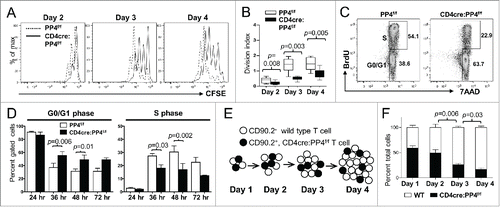 Figure 3. The hypo-proliferation of PP4-deficient CD4 T cells coincides with a partial G1-S block, and is mediated primarily via cell-intrinsic mechanisms. (A-B) Total T cells were purified by MACS, labeled with CFSE, stimulated with a non-saturating dose of 1.6 μg/ml anti-CD3ε and anti-CD28, and analyzed daily by flow cytometry. Representative CFSE profiles (panel A) and division indexes calculated by the FlowJo software (panel B) of gated CD4 cells are shown (n = 6–7). (C-D) MACS-purified T cells were activated as in panel A in the presence of 10 μM BrdU; at the specified time, cells were fixed and analyzed for cell cycle status by intracellular staining of BrdU and 7AAD. Representative FACS plots and gate nomenclatures (panel C), as well as statistical analyses of cell cycle status (panel D) from CD4 T cells are shown (n = 4–5). (E-F) Schematics and results of the competitive proliferation assay. MACS-purified WT and CD4cre:PP4f/f T cells were mixed at 1:1 ratio, labeled with CFSE, and activated and analyzed as in panel A (panel E). The percentages of WT or CD4cre:PP4f/f T cells in gated CD4 populations are shown (n = 6–7) (panel F). See Supplemental Figure S1A, -C and-D for flow cytometry gating strategies.