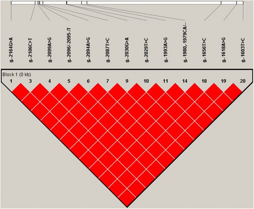 Figure 2. Perfect LD structure and haplotypes for the 13 SNPs (r2 = 1) located in the IGFBP-3 promoter region.