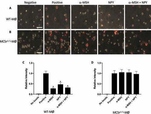 Full article: Melanocortin 5 Receptor Expression and Recovery of Ocular ...