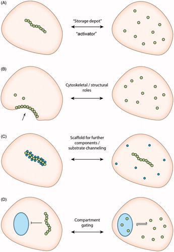 Figure 3. Schematic demonstrating hypothesized cellular functions of cytoophidia beyond regulation of enzymatic activity. (A) “Storage depot” downregulation or “Activator” upregulation of enzyme activity by filament assembly, as demonstrated by (Aughey et al., Citation2014; Barry et al., Citation2014; Noree et al., Citation2014) and (Chang et al., Citation2015; Strochlic et al., Citation2014), respectively. (B) Filament formation mediates structural roles analogous to cytoskeletal filaments as demonstrated in C. crescentus (Ingerson-Mahar et al., Citation2010). (C) The cytoophidium provides an intracellular scaffold for the sequestration of further cytoplasmic proteins. (D) Formation of intracellular filaments regulates traffic of CTPS between cellular compartments. (see colour version of this figure at www.informahealthcare.com/bmg)