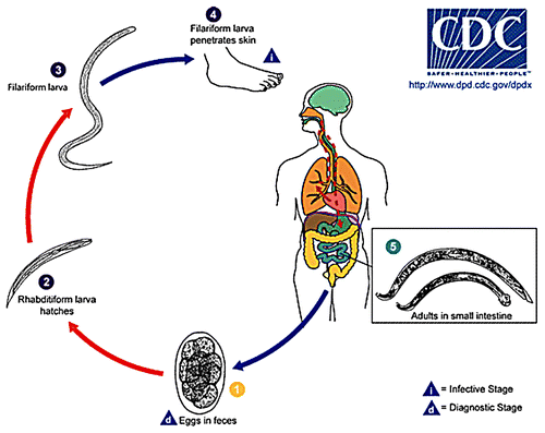 Figure 1. The life cycle of the human hookworms as presented by www.cdc.gov/parasites/hookworm/biology.html Hookworm eggs are passed in the stool and larvae hatch in 1 to 2 days (1). The released larvae grow in the feces or soil and after 5 to 10 days become infective third-stage larvae as those used by Miller and other to form an irradiated larval vaccine (irL3) (2-3). On contact with the human host, L3 penetrate the skin and are carried through the blood vessels to the heart and then to the lungs (4) where they penetrate pulmonary alveoli, ascend the bronchial tree to the pharynx and are swallowed. The larvae reach the he lumen of the small intestine and mature into blood-feeding adults (5), by attaching to the intestinal wall. Several of the vaccine candidate antigens mentioned in this review target this stage, including Na-GST-1 and Na-AP R-1.