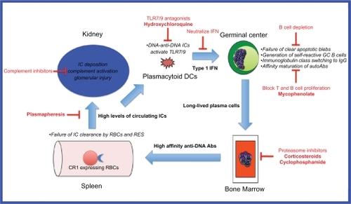 Figure 1 Model of DNA-anti-DNA immune complex generation and glomerular damage in lupus nephritis and potential therapeutic targets.