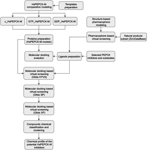 Figure 1 Schematic overview of the computer-aided drug design approach used in the identification of HsPEPCK-M potential inhibitors.