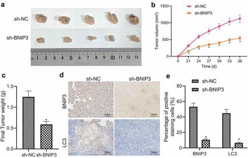 Figure 5. BNIP3 promotes tumorigenicity of BC cells in nude mice. A, Representative images of tumor xenografts of nude mice injected with MCF-7 cells transduced with sh-BNIP3 or sh-NC (n = 5 in each group). B, Tumor volume changes of nude mice injected with MCF-7 cells transduced with sh-BNIP3 or sh-NC (n = 5 in each group). C, Tumor weight of nude mice injected with MCF-7 cells transduced with sh-BNIP3 or sh-NC (n = 5 in each group). D – E, Representative images (d) and statistics (e) of immunohistochemical detection for expression of BNIP3 and LC3 in tumor tissues of nude mice injected with MCF-7 cells transduced with sh-BNIP3 or sh-NC (n = 5 in each group). Measurement data were expressed as mean ± standard deviation. Tumor volume at various time points was compared by repeated measures ANOVA. *p < 0.05 vs. nude mice injected with MCF-7 cells transduced with sh-NC.