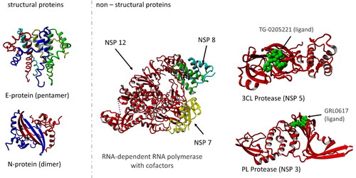 Figure 3. Structures of some structural and non-structural proteins of SARS-CoV-2. Images were generated using Yasara View [Citation4].
