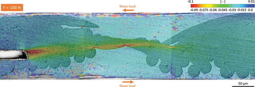 Figure 14. Magnification of the shear strains at −200 N in the vicinity of the insert tip.
