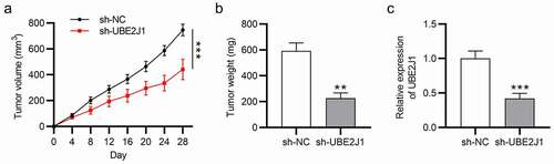 Figure 3. UBE2J1 silencing inhibits EC tumor growth in vivo. (a) Tumor volume was examined every 4 days. (b) Tumor weight was examined on day 28. (c) RT-qPCR indicated UBE2J1 expression in xenograft tissues (n = 5/group). **P < .01, ***P < .001.