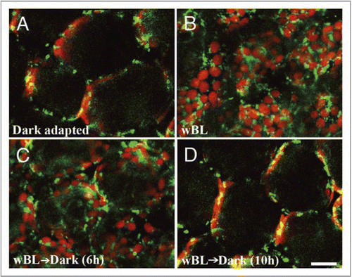 Figure 1 Distribution of mitochondria and chloroplasts on the outer periclinal regions of palisade mesophyll cells of A. thaliana under different light conditions. Mitochondria (green; GFP) and chloroplasts (red; chlorophyll autofluorescence) were visualized with confocal microscopy after dark adaptation (A), immediately after wBL (470 nm, 4 µmol m−2s−1) illumination for 4 h (B), after dark treatment for 6 h (C) and 10 h (D) following the 4-h wBL illumination, respectively. Bar = 50 µm.