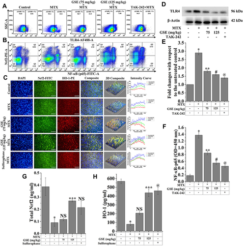 Figure 5 Assessment of Nrf2 and NF-κB signaling system upon MTX (20 mg/kg) and GSE (75 and 125 mg/kg) treatment. Representative flow cytometric dot plot and gating hierarchy used to define (A) TLR4-AF488 +Ve and TLR4-AF488 -Ve cells and (B) Q1: Nrf2-PE +Ve/NF-κB-FITC -Ve; Q2: Nrf2-PE +Ve/NF-κB-FITC +Ve; Q3: Nrf2-PE -Ve/NF-κB-FITC +Ve; Q4: Nrf2-PE -Ve/NF-κB-FITC -Ve cell population in isolated hepatic cells. (C) Immunofluorescence images showing the expression of Nrf2 and HO-1. DAPI was used for nuclear staining. Slides were viewed using a confocal microscope (Magnification 20×) (Scale bar: 100 μm). Respective fluorescence intensities (Nrf2-FITC, HO-1-PE, and DAPI) were analyzed using ImageJ software through RGB calculator. Representative immunoblots of (D) TLR4. (E) Graph showing densitometric analysis of respective protein expression. β-Actin were used as an internal standard. Values are presented as mean ± SEM (n=6). p<0.05 was considered significant. Statistical comparison: *Control vs MTX, **MTX vs MTX+GSE (75 mg/kg), #MTX vs MTX+GSE (125 mg/kg), @MTX vs MTX+TAK-242. (F) Bar graph showing total NF-κB-p65 expression in nuclear fraction evaluated by ELISA. p<0.05 was considered significant. Statistical comparison: *Control vs MTX, **MTX vs MTX+GSE (75 mg/kg), #MTX vs MTX+GSE (125 mg/kg), @MTX vs MTX+TAK-242.(G) Bar graph showing total Nrf2 expression in nuclear fraction, and (H) HO-1 expression in cytosolic fraction evaluated by ELISA. p<0.05 was considered significant. Statistical comparison: *Control vs MTX, ***MTX vs MTX+GSE (125 mg/kg), @MTX vs MTX+Sulforaphane.