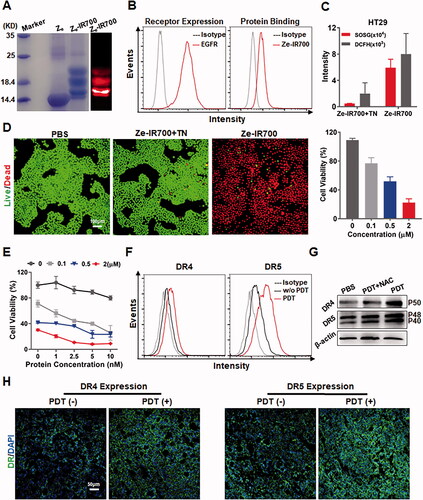 Figure 4. EGFR-targeted PDT sensitized CRC cells to RGR-TRAIL by upregulating death receptors. (A) Preparation of Ze-IR700 by conjugating photosensitizer IR700 to EGFR-specific Ze affibody. (B) Binding of Ze-IR700 to EGFR-expressing HT29 cells. (C) ROS produced in HT29 cells after treatment with PDT mediated by Ze-IR700 or Ze-IR700 digested with trypsin (Ze-IR700 + TN). (D) Phototoxicity of Ze-IR700-mediated PDT in HT29 cells. For PDT, cells were incubated with Ze-IR700 (1 μM) followed by washes with PBS prior to irradiation. Subsequently, live and dead cells were indicated as green and red under a fluorescence microscope, respectively, by dual staining with SYTO 9 and PI. Ze-IR700 digested with trypsin (Ze-IR700 + TN) was used as a control. To measure the dose-dependent phototoxicity, cells were incubated with increasing concentrations (0–2 μM) of Ze-IR700. After irradiation overnight, the number of surviving cells was measured by the CCK8 assay. (E) Cytotoxicity of RGR-TRAIL in HT29 cells pretreated with or without Ze-IR700-mediated PDT. Cells were incubated with increasing concentrations (0–2 μM) of Ze-IR700 prior to irradiation. Subsequently, increasing concentrations (0–10 nM) of RGR-TRAIL were added to the cells. (F) Expression of DR4 and DR5 in HT29 cells treated with or without Ze-IR700-mediated PDT. (G) Involvement of ROS in DR4 and DR5 expression after treatment with Ze-IR700-mediated PDT. To neutralize the ROS produced by PDT, NAC (4 mM) was added to the cells prior to irradiation. DR4 and DR5 in these cells were determined by western blotting. (H) Expression of DR4 and DR5 in HT29 tumor xenografts after treatment with (PDT(+)) or without (PDT(−)) Ze-IR700-mediated PDT for 2 h.