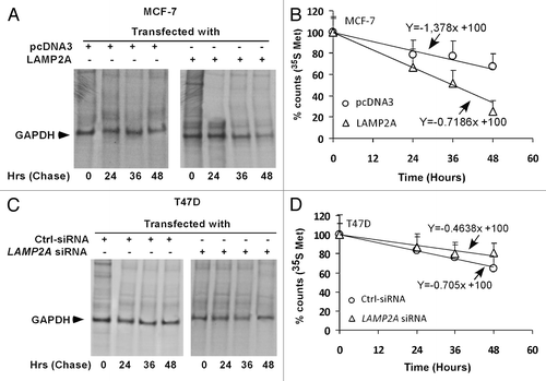 Figure 2. Effect of LAMP2A expression on the half-life of GAPDH. Proliferating MCF-7 cells were transfected with LAMP2A or pcDNA3 for 24 h (A), and similarly proliferating T47D cells were transfected with LAMP2A siRNA or control siRNA (C). Representative autoradiograms of Citation35[S]-Methionine labeled GAPDH at the indicated time points from MCF7 (A) and T47D (C) cells are shown following immunoprecipitation with anti-GAPDH antibody in a pulse-chase experiment (see methods). Lanes are labeled according to treatments and the duration of hours after removal of Citation35[S]-Methionine (chase period). ‘0’ represents initial labeling. Quantifications of the labeled bands from three independent experiments were performed using Image J software and are shown in (B) (MCF-7) and (D) (T47D) with error bars (SD). Linear trend lines were drawn through the time points, and the equations of the lines are shown on the graph.